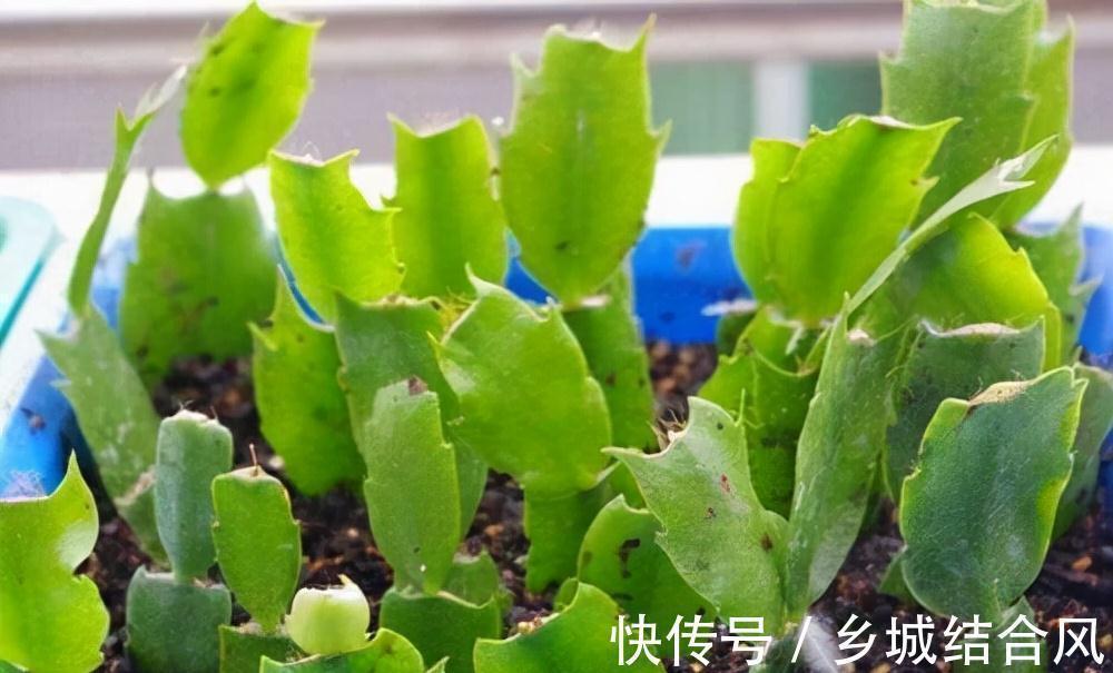 白根|5种“漂亮花”,掰个叶子插土里,7天长出大白根,一盆繁殖几十棵