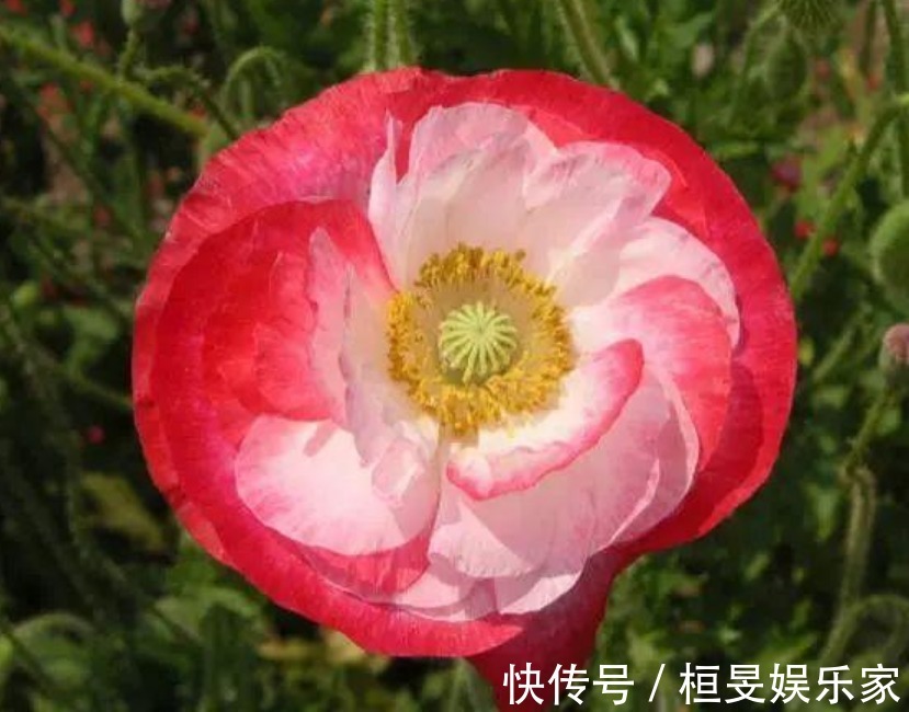 “4种花”不适合在家里养,全株都有毒,家里有的赶快处理掉!