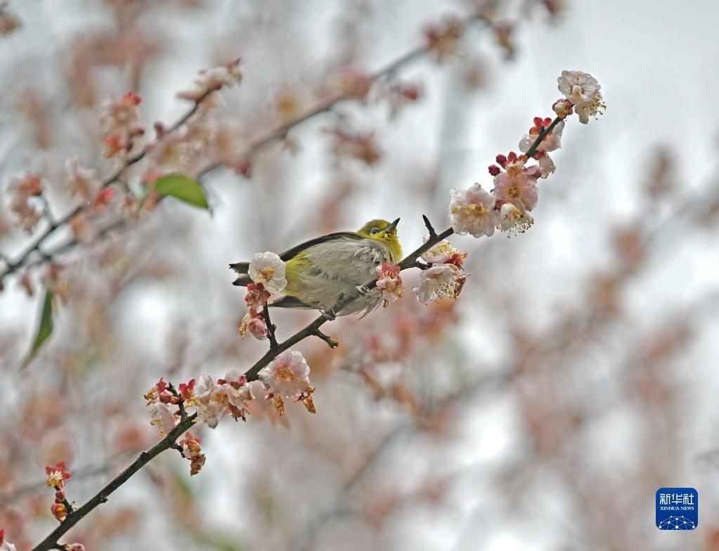 梅花|梅花盛放报春来