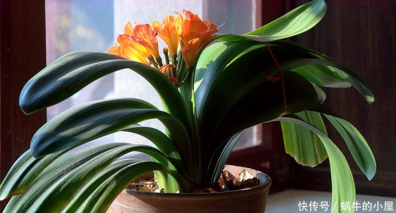 松针怎么养花?有3种方法,盆土更肥沃了,花草旺盛