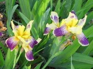 阳台|3种花养在阳台直接美爆，不怕晒，不怕热，繁花似锦，花美心情好