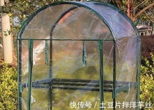 茉莉花不耐寒入冬了咋办?这“三个土办法”安全过冬,来年开爆花