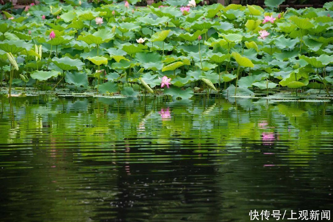 水域|第九届上海荷花睡莲展将于6月25日在古猗园开幕，满园荷香讲述“红色故事”