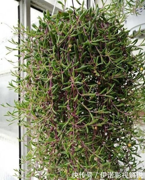 紫乐|紫色系多肉中的“小强”,皮实好养开花能力强,紫红的状态真漂亮