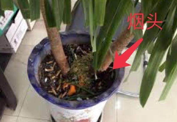 如何让花草长得旺、不生虫3种''粉末''掺到土里,可早做预防