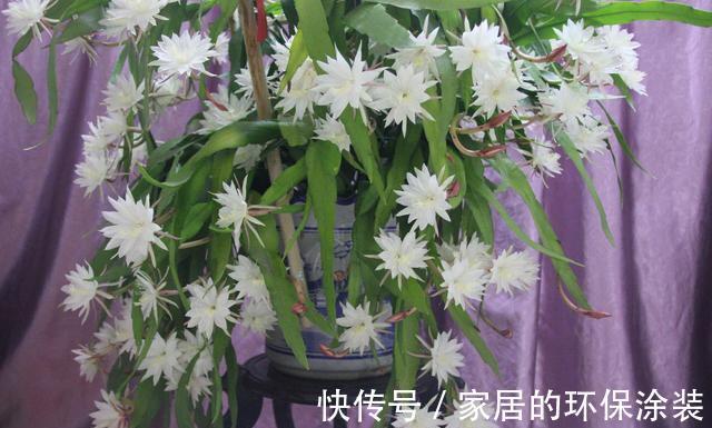 花友|哪些花不怕渴?这些花耐旱能力一流,适合“懒人”花友养!