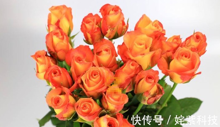 喜欢菊花,不如养盆“精品玫瑰”金辉,花开万众瞩目,美不胜收!