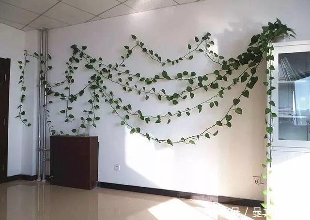 这4种花，不用土只用水，就能养成绿窗帘！