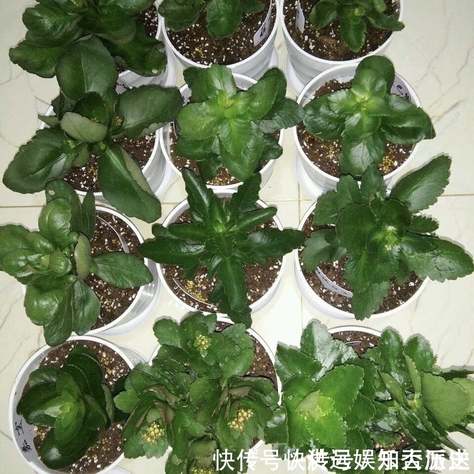 植株|4种花现在扦插,枝条扔土里“生根快”,当年开花,变成养花大户