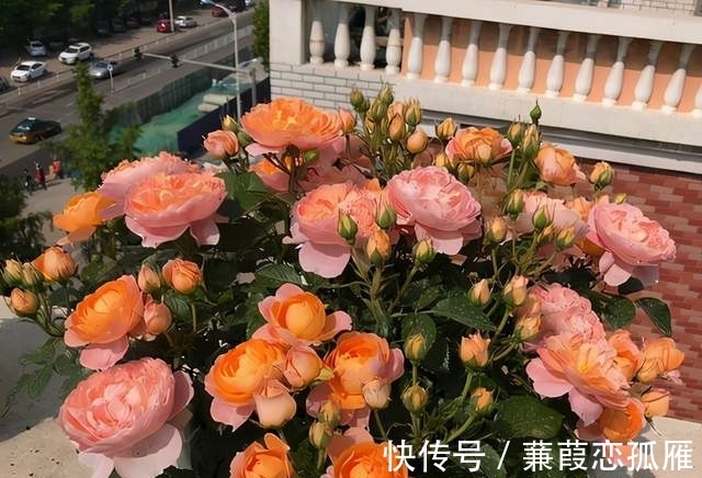 月季入冬不耐冻，不妨“虐”着养，催出新苞冒侧芽，绽放层叠群花