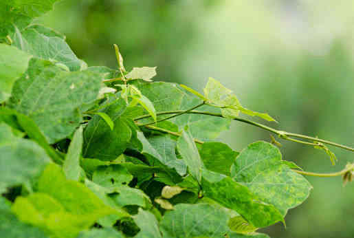 紫薯|女人经常吃“它”,皮肤光滑似少女,60岁不显老,做个不老女神