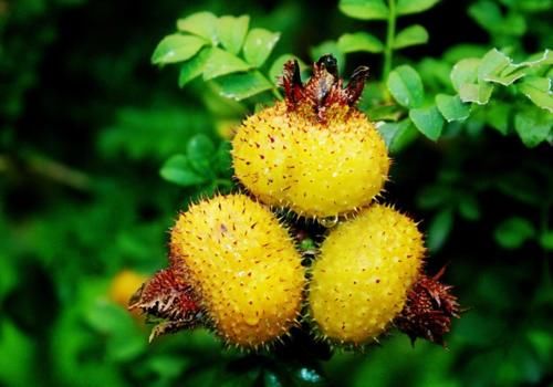 vc|想要长寿靠食物，三种食物离不开，美容养颜、提高抵抗力