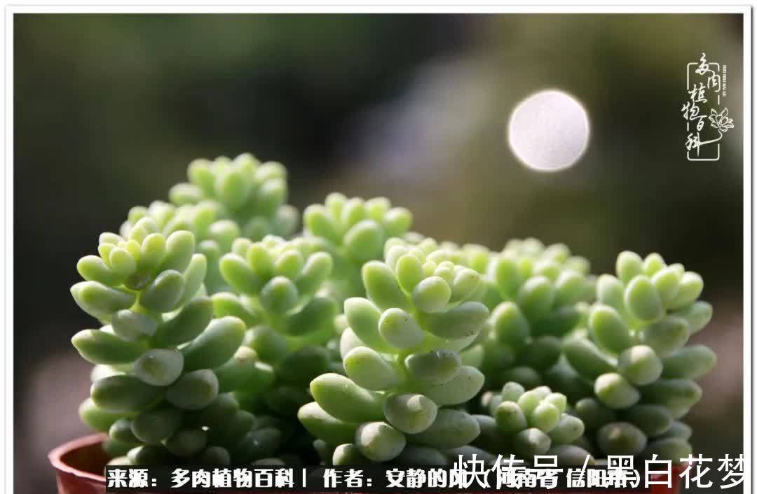 阳台多肉党的幸福生活!