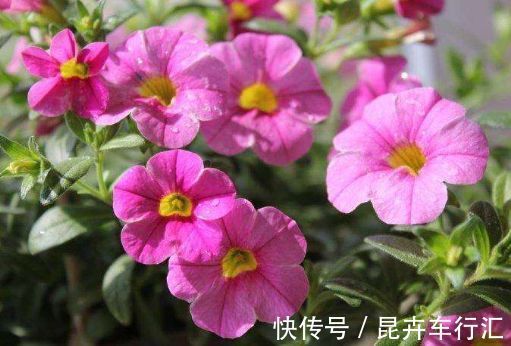 葡萄园之歌葡萄园之歌|此花鲜艳、漂亮、斑谰雅洁、好养,养在客厅美极了,四季开花