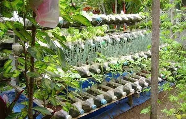 浇水|太神奇了！她在塑料瓶里种蔬菜，一年都吃不完！