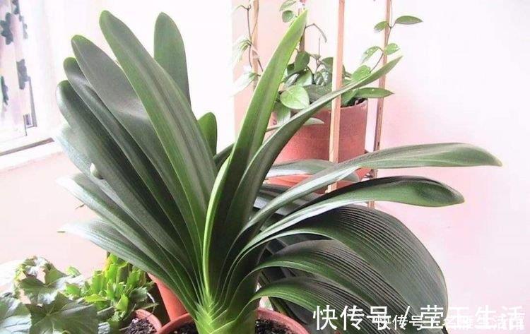 君子兰|君子兰还不开花，怎么办？用1招，顺利长出14片叶，植株健壮