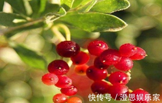 排毒养颜|女性推荐常吃4种食物,排毒养颜、滋阴补阴,清理子宫污血