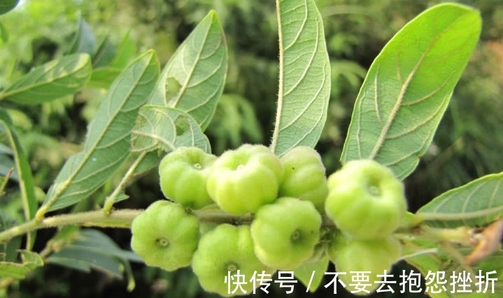 它是树上长的“南瓜”,摘了能当菜炒,不仅好吃还是一味好药
