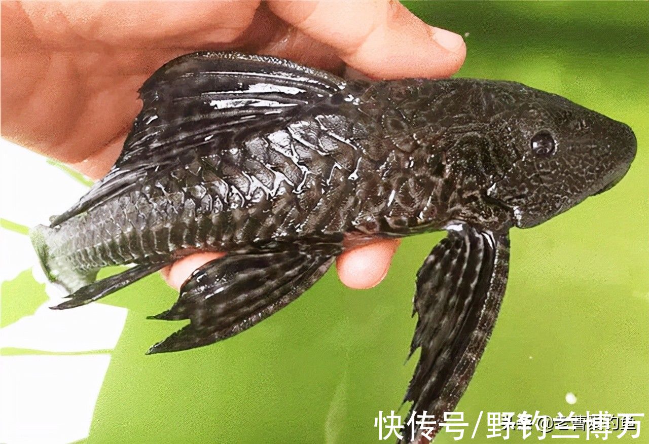 5种让钓友“闻风丧胆”的鱼，它们才是影响中鱼率的罪魁祸首