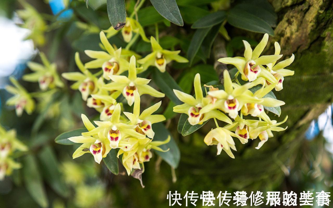 非洲堇|养花试试这几款,即使全年不见阳光的室内也可以长势良好