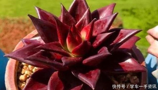 多肉植物|8种多肉很普通，只要多见太阳，个个变成红颜色，人见人爱！