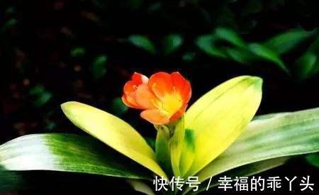 看看你养的君子兰到底属于哪个品种，如果不知道那就来看看吧