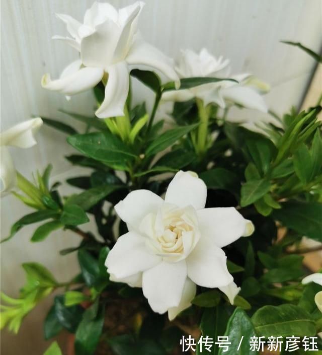 4种“娇气”花,公认的难养,一个比一个难伺候,买了也白花钱