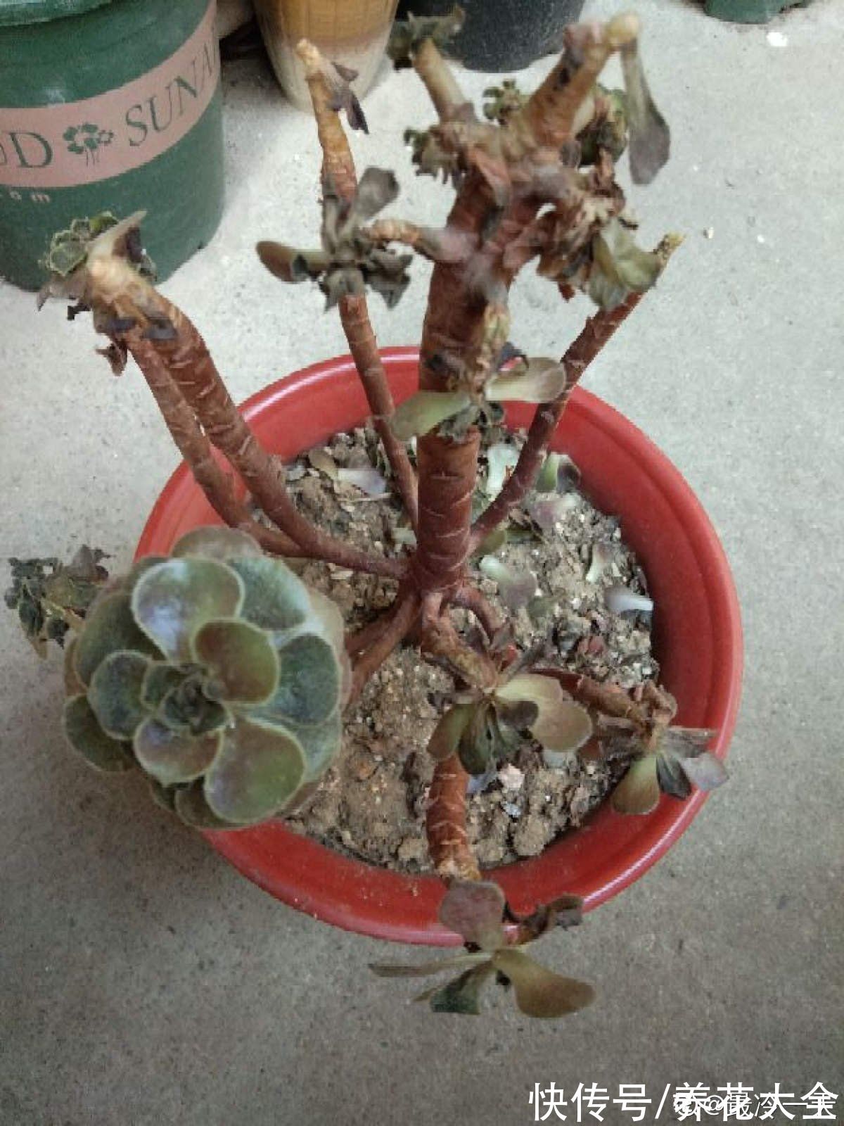 秋天|快死的花别丢掉,找对方法补救一下,还能重焕生机