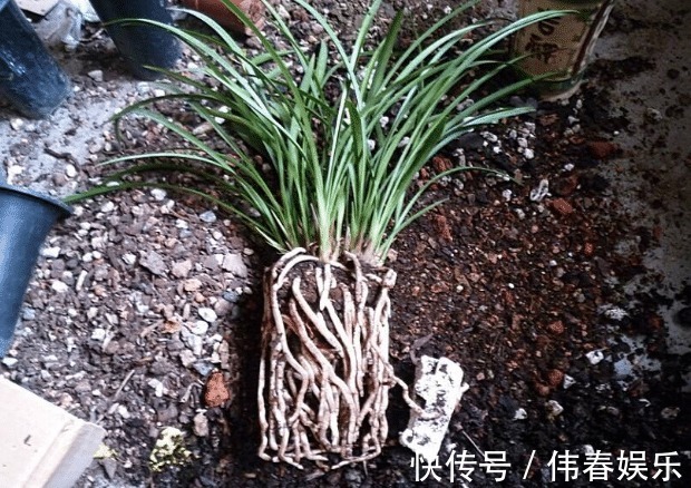 烂根的兰花生新芽怎么办简单3步移新芽,新芽养护简单更茂盛