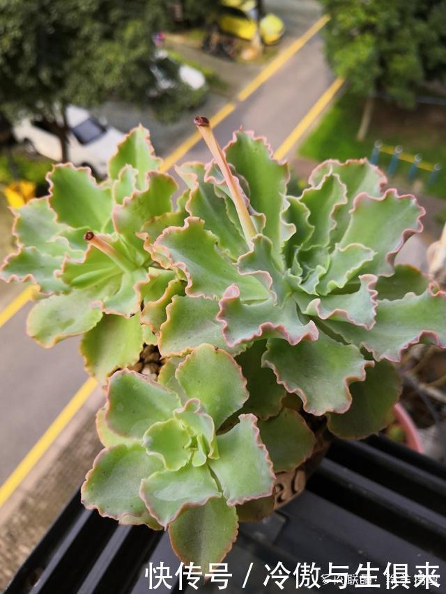 春天的包菜多肉有多美，梅雨季就有多像菜