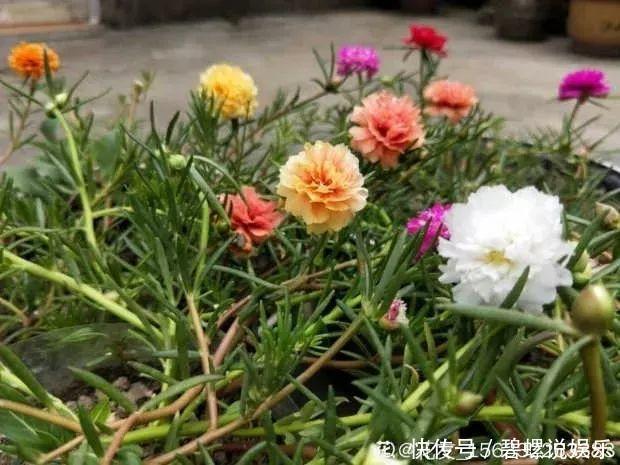 这花枝条剁8段，沾土就能活，3天生根7天开花！