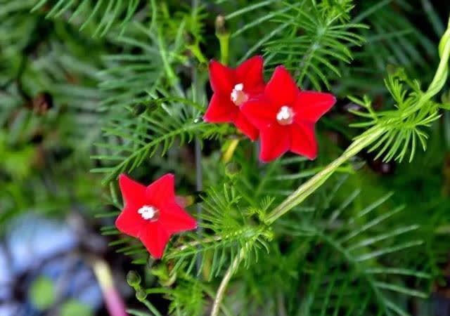  春季室内植物推荐（内含种植窍门）