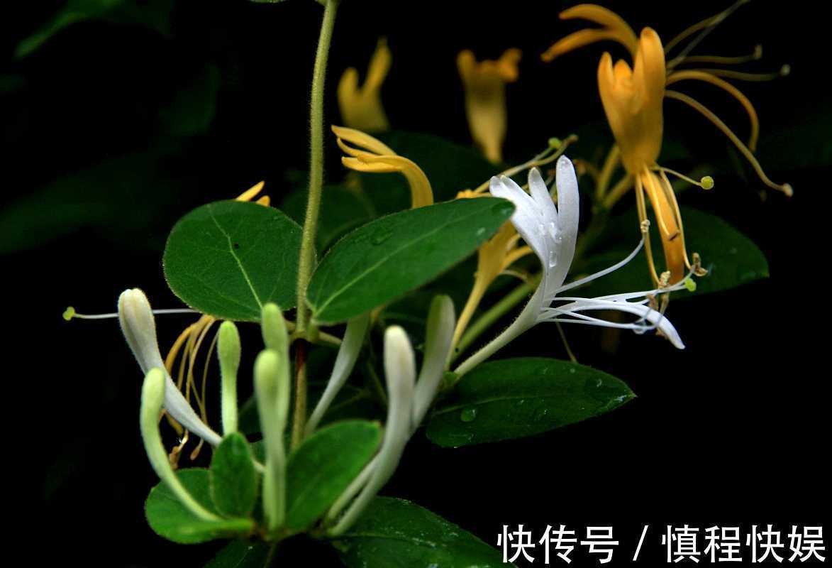 忍冬|它忍住寒冬,迎来至善至美的大境界,一个“忍”字教我磨难人生!