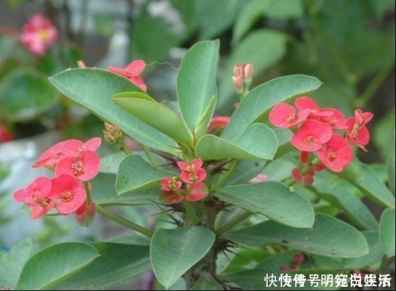 花卉|越来越多人养花不养绿萝了,如今都流行这种花,好看又旺财!