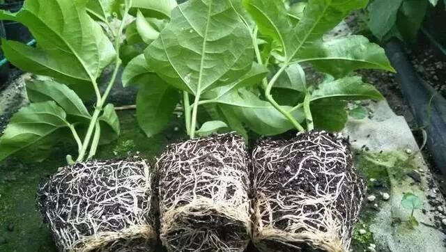 枝条|有1种“水果”，剪根枝条插土里，15天生根，结出果子“吃不完”