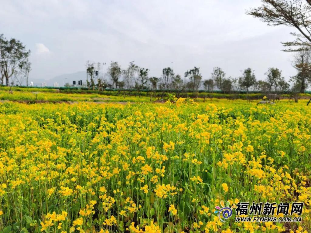 老年|假期余额不足，快去赏花！（附攻略）