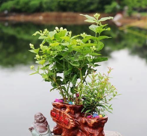 夏日的茉莉花就离不开它们,开花效果太好,黄叶都不见一片