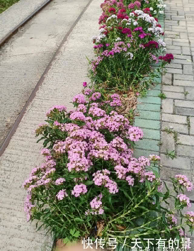 懒人新宠“石竹花”,遇水疯长“满屋香”,大户人家都爱养