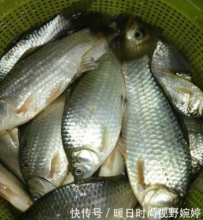 水草|夏季大板鲫的作钓