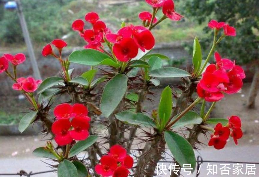 非洲堇|4种“开花机器”，四季开不停，养护省心颜值高，是阳台盆栽佳品