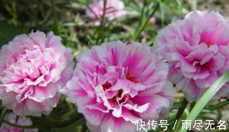 四种花常年开花易爆盆，被称为花卉界的劳模，谁见了都想养！