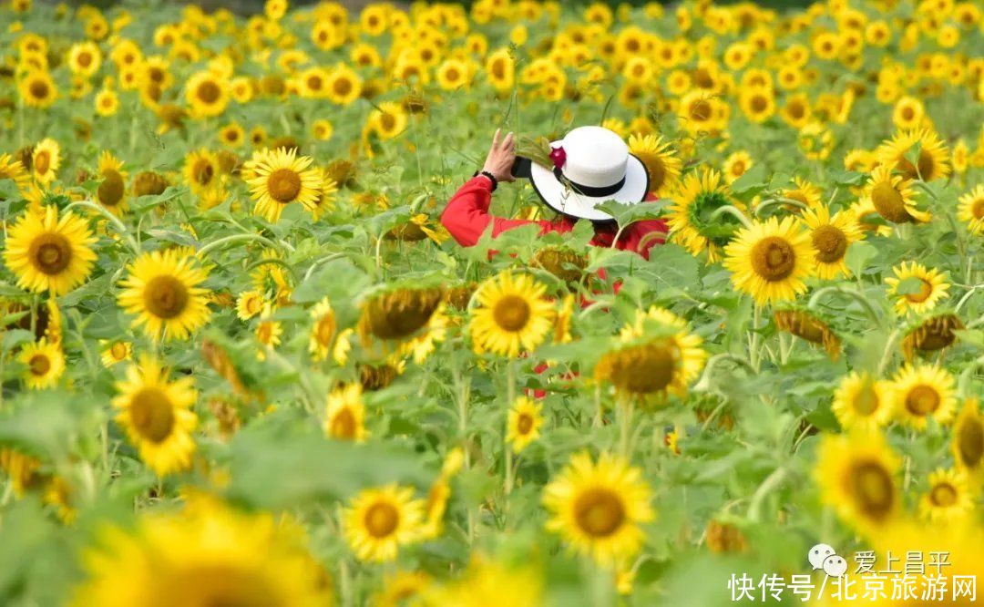 花海|昌平金色花海初盛开，云赏美醉乡村的向日葵