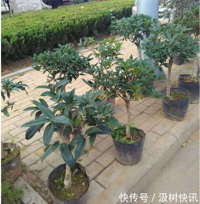 桂花不开花是什么原因 往土壤中添点这个桂花越开越好