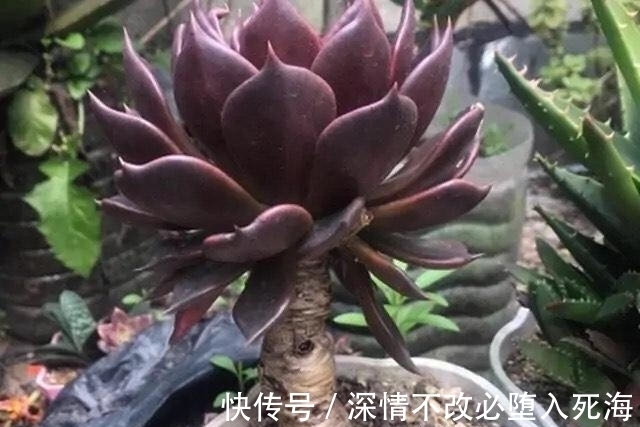 养多肉不叶插不完美，6个品种的叶插苗都是多头，成活率非常高