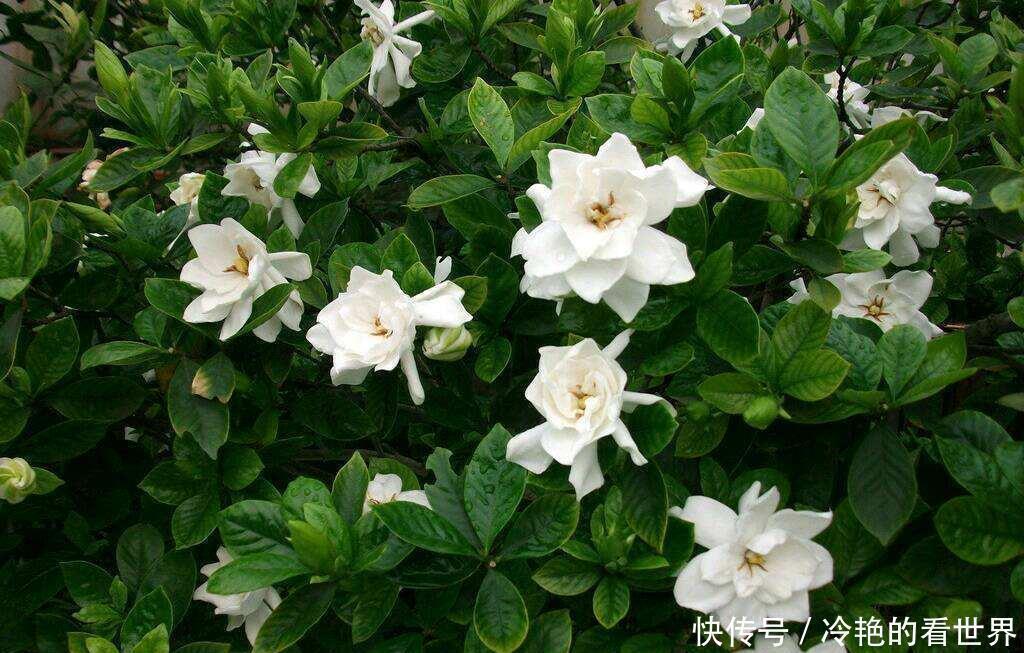 盆栽|4种“抗冻花”,娇艳不娇贵,寒冬腊月冻不死,冰天雪地开红花