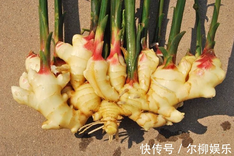 生姜放几天就变干瘪教你4种方法，放半年还像刚挖出来一样新鲜