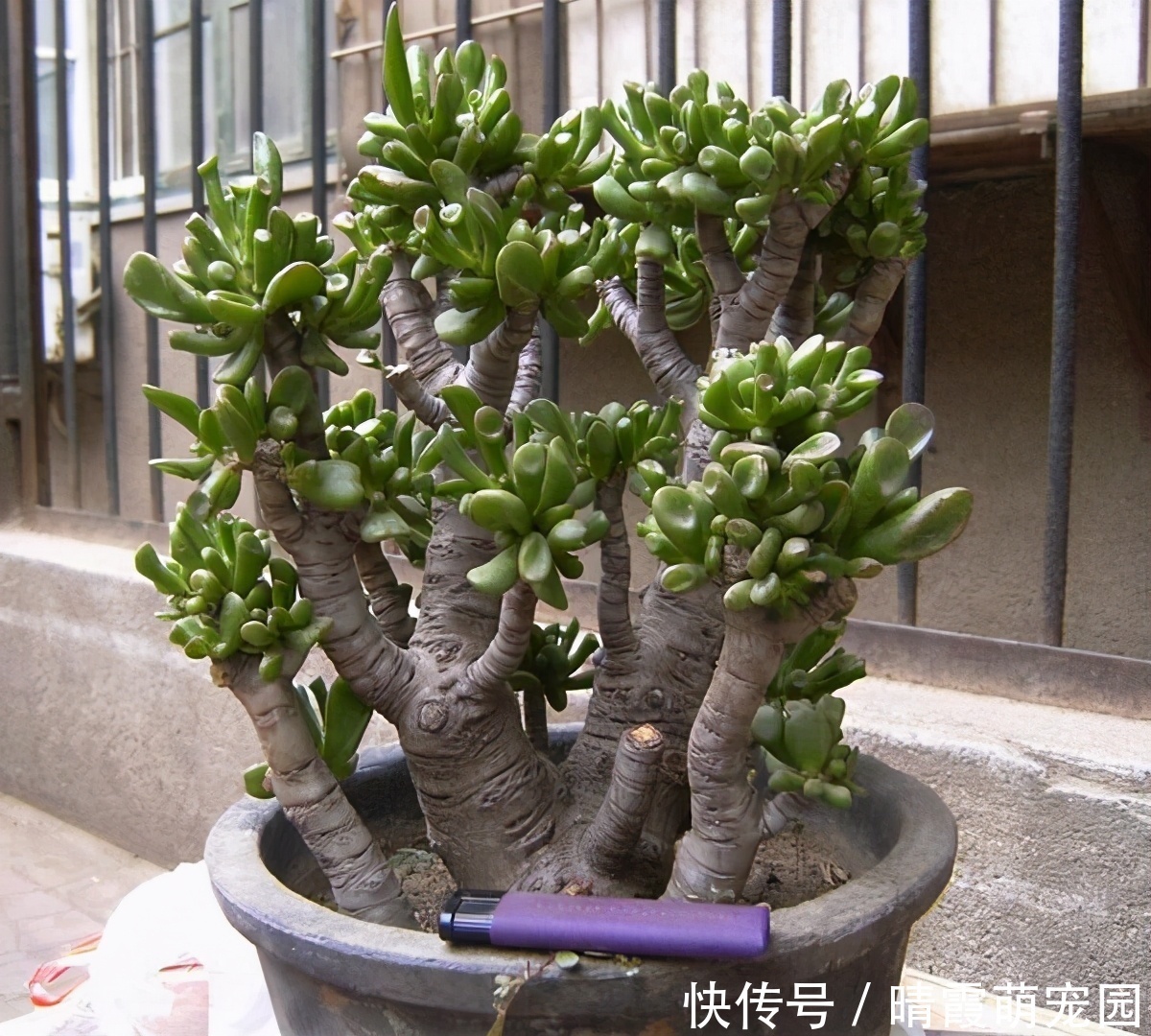 龙骨|5种“丑花”,寓意却大,富贵又威武,再丑也要养一盆