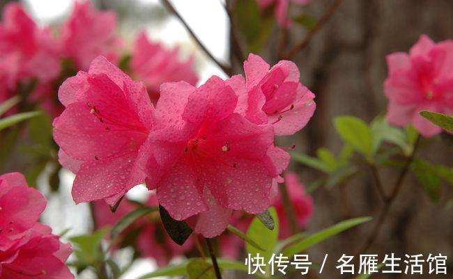 秘诀|夏天养护杜鹃花有秘诀，温度在30度以上也不怕，安全度夏没问题