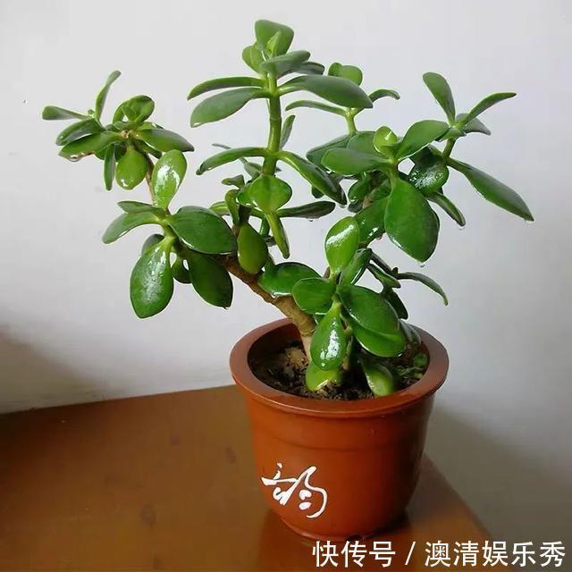 长势|早春养玉树,注意这4点,叶绿根壮长势旺,越养越旺家