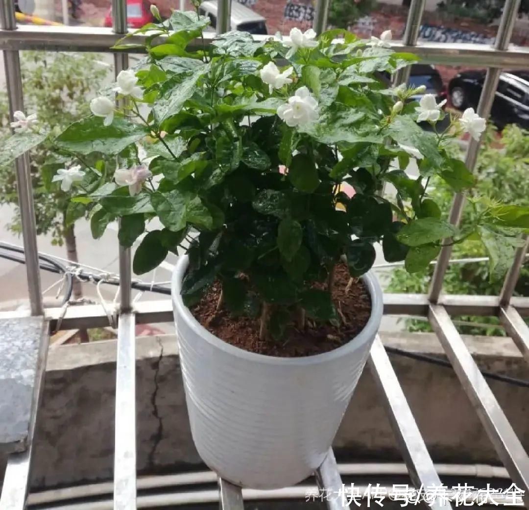 给花浇水掺点白醋,植物根比萝卜还粗,健壮不黄叶